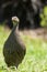 Kaapse Frankolijn, Cape Francolin, Pternistis capensis