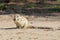 Kaapse grondeekhoorn, Cape Ground Squirrel, Xerus inauris