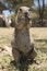 Kaapse grondeekhoorn, Cape Ground Squirrel, Xerus inauris