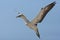 Kaapse Jan-van-gent, Cape Gannet, Morus capensis