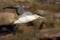 Kaapse Jan-van-gent, Cape Gannet, Morus capensis