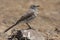 Kaapse Kwikstaart, Cape Wagtail, Motacilla capensis