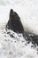 Kaapse pelsrob, Cape Fur Seal, Arctocephalus pusillus