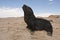 Kaapse pelsrob, Cape Fur Seal, Arctocephalus pusillus