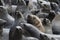 Kaapse pelsrob, Cape Fur Seal, Arctocephalus pusillus