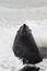 Kaapse pelsrob, Cape Fur Seal, Arctocephalus pusillus