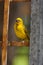 Kaapse Wever, Cape Weaver, Ploceus capensis