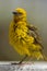 Kaapse Wever, Cape Weaver, Ploceus capensis