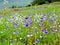 Kaas Plateau - Valley of flowers in Maharashtra, India