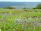 Kaas Plateau - Valley of flowers in Maharashtra, India