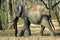 Kabani Bull elephant on walk