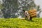 Kabarole / Uganda - Februari 26 2020: Unidentified worker with woven wicker baskets on his back, hand picking or harvesting tea le