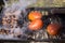 Kabobs and tomatoes on a charcoal grill