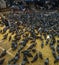 Kabutarkhana at Dadar Mumbai with lot of pigeons