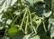 Kacang Hijau, Pods, green beans, Mung bean (Vigna radiata) plant, in Yogyakarta, Indonesia