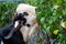 A Kacang indonesian Goat tied up and feeding on vegetation