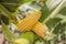Kachan corn broken into two pieces lies on a green stalk, the background is blurred