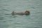 Kachemak Bay, Alaska, USA: A sea otter Enhydra lutris