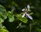 Kachnar or orchid tree  or mountain ebony Bauhinia variegata Tree  Flowers and Leaves Closeup