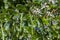 Kachnar or orchid tree  or mountain ebony Bauhinia variegata Tree with Flowers and Pods