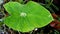 Kachu pata or mammoth elephant ear bulb with water drop at the center