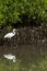 Kadalundi bird sanctuary is spread over a group of islands located in the region where River Kadalundi flows into the Arabian Sea.