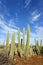 Kadushi cactus at Curacao