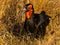 Kaffir Horned Raven perched atop a bed of tall brown dried grass in a natural habitat