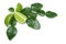 Kaffir Lime