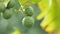 Kaffir lime, Bergamot fruits on tree