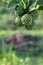 Kaffir lime bunch with backdrop blur.