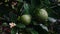 Kaffir lime or Citrus hystrix on the tree. Focus selected