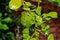 Kaffir lime gardening, Kaffir lime fruits on tree.