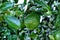 Kaffir lime gardening, Kaffir lime fruits with water drop on tree.