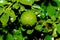 Kaffir lime gardening, Kaffir lime fruits with water drop on tree.