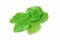 Kaffir lime leaves