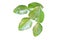 Kaffir lime leaves , bergamot isolated