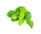 Kaffir lime leaves isolated with clipping path