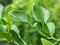 Kaffir lime leaves look like hourglass shape.the vegetables popular for home and garden to use for cooking,aromatic oils,youngâ€‹
