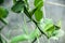 Kaffir lime leaves and thorns
