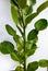 Kaffir lime leaves white background . Citrus hystrix