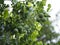 kaffir lime, Leech Lime Citrus hystrix DC Scientific name rough skin green vegetable on tree in garden nature background