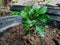 kaffir lime plant in garden pot, home grown limes