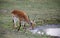 Kafue Lechwe grazing and drinking by the water hole