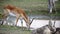 Kafue Lechwe grazing and drinking by the water hole