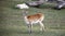 Kafue Lechwe grazing and drinking by the water hole