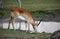 Kafue Lechwe grazing and drinking by the water hole