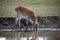 Kafue Lechwe grazing and drinking by the water hole