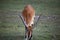 Kafue Lechwe grazing and drinking by the water hole