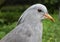 Kagu Bird